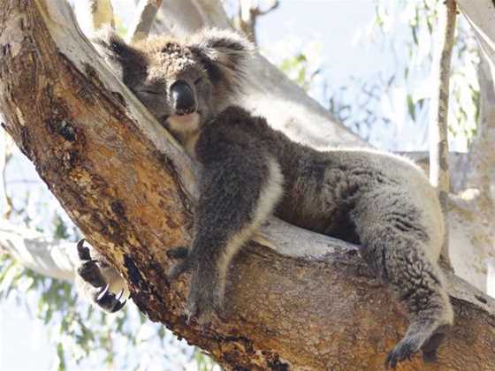 Yanchep National Park