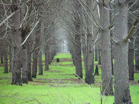 Pinjar Pine Plantation