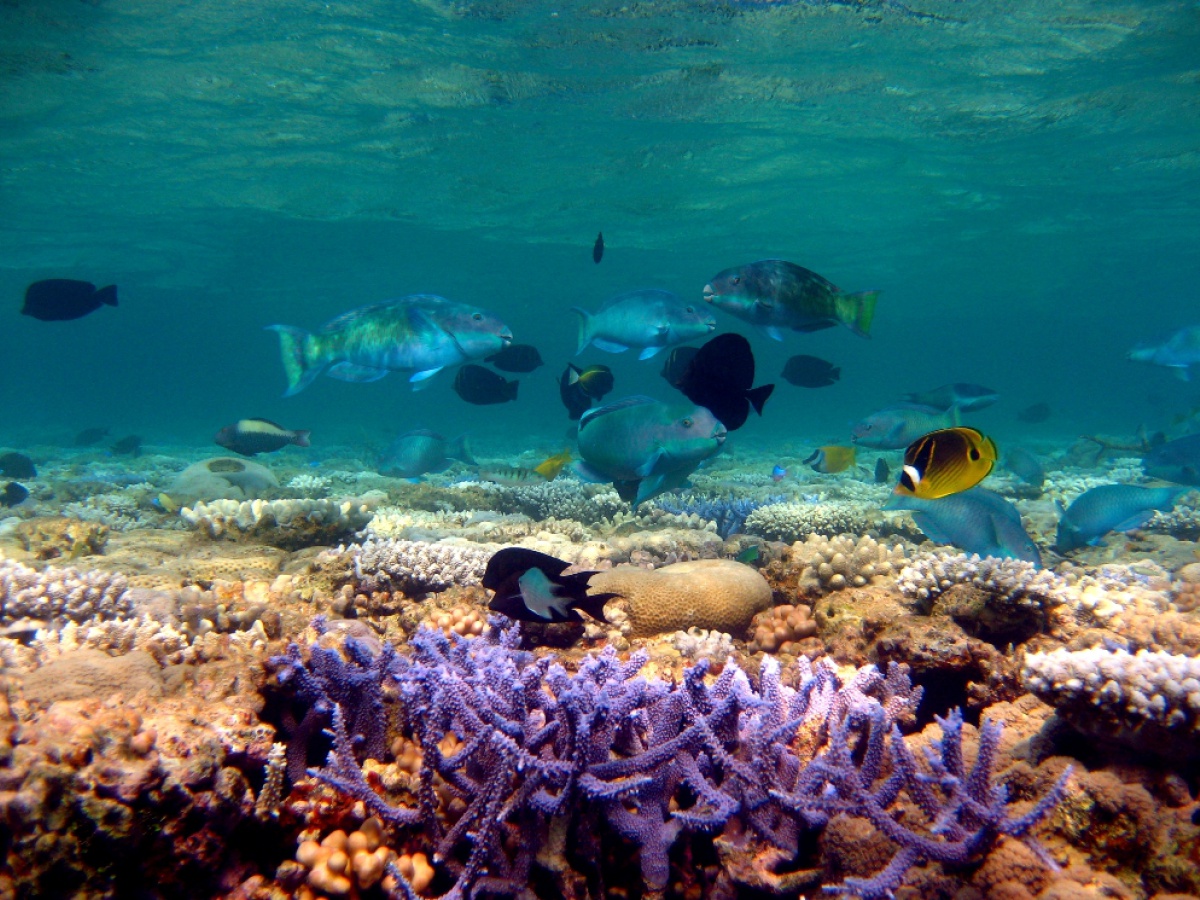 Staghorn Coral, Great Barrier Reef, Australia, Stuart Hamilton