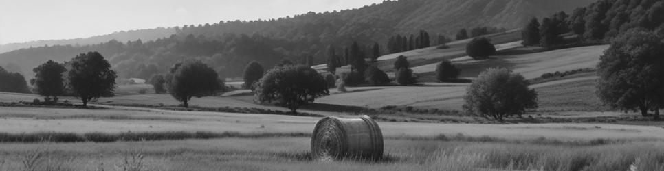 Mudgee wineries making riesling wines - Localista