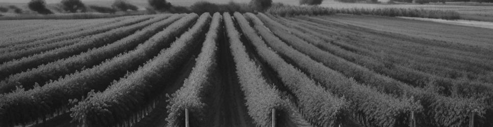 Lyndoch wineries making rosé wines - Localista