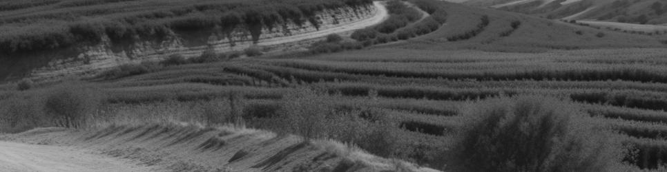 Kangarilla wineries making chardonnay wines - Localista