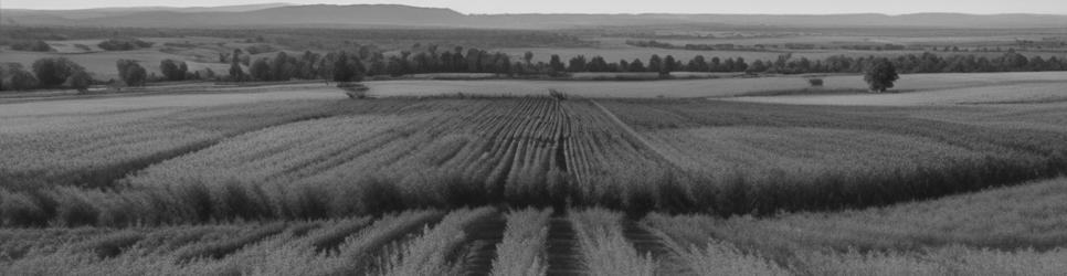 Penola wineries making cabernet wines - Localista