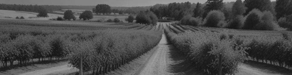 Greenock wineries making pinot noir wines - Localista