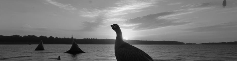 Hindmarsh Island kayaking - Localista