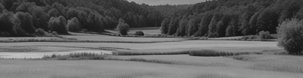 Jerrara wetlands - Localista