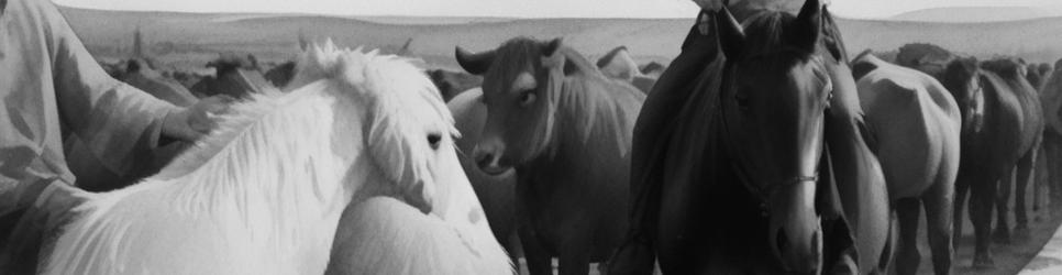 The Oaks horse riding lessons - Localista