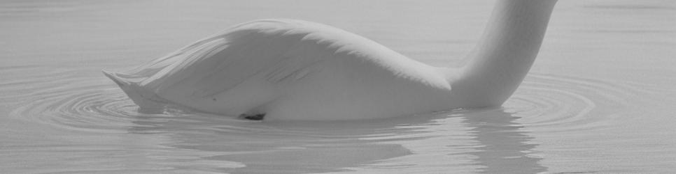 Port Adelaide dolphin tours - Localista