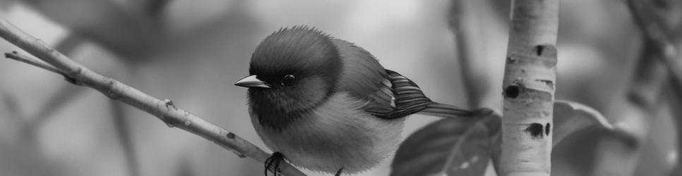 South Bruny photography tours - Localista