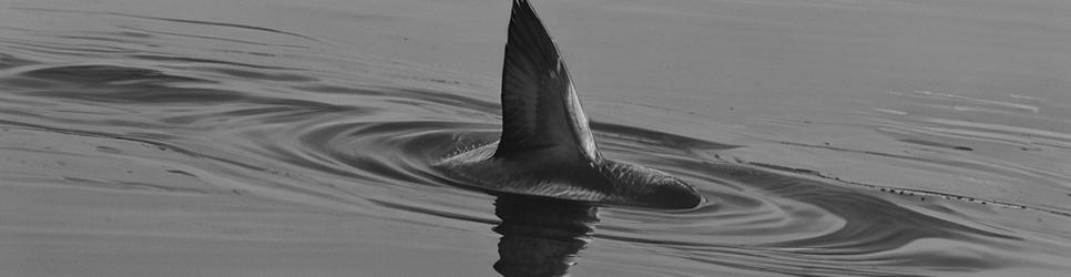 Central Dunedin boat tours - Localista