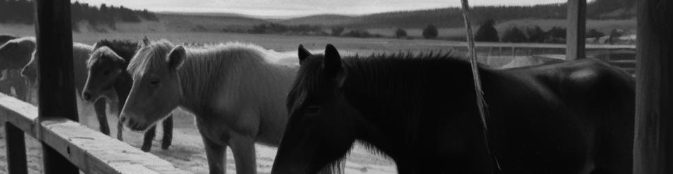 North Island horseback riding - Localista