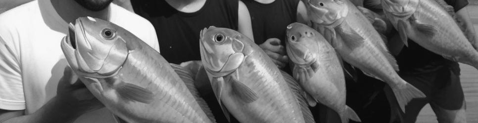 Auckland CBD fishing - Localista