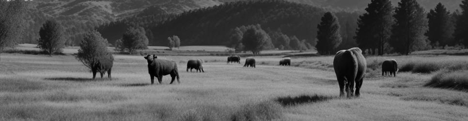 Waiwera horseback riding - Localista