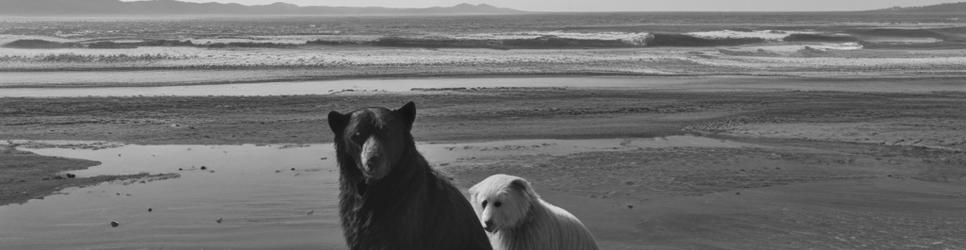 Otara Bay of Plenty tourist attractions - Localista