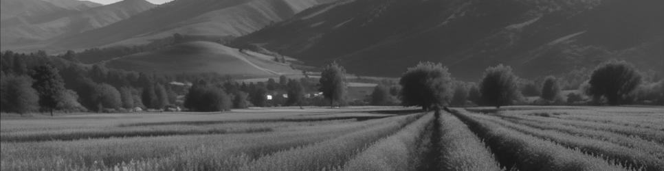 South Island distilleries - Localista