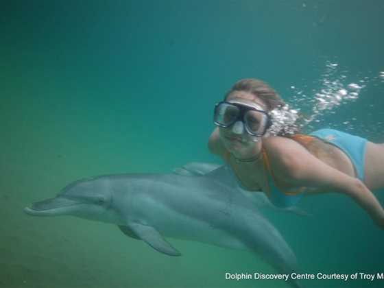Swim on the Wild Side Dolphin Tour