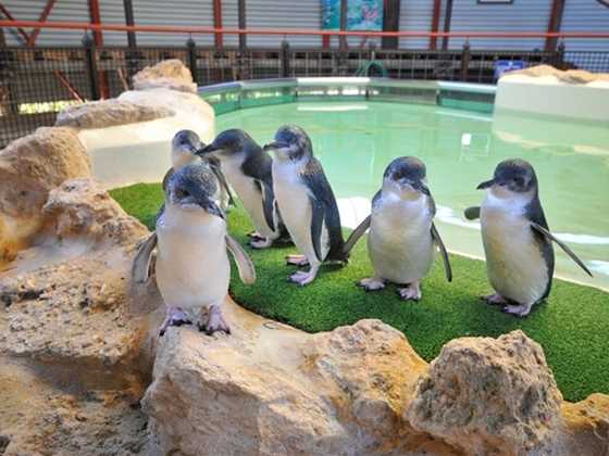 Penguin & Seal Island Cruises