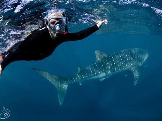 Exmouth Dive And Whale Sharks Ningaloo