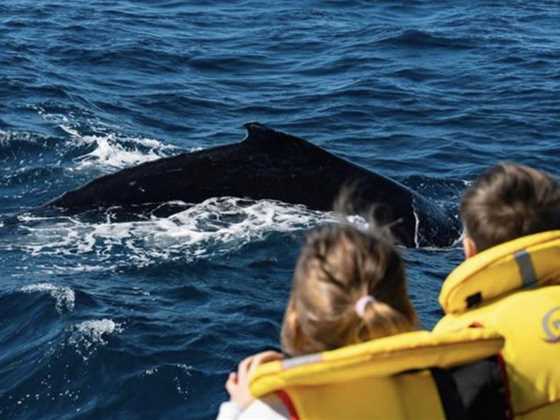 Mills Charters Whale Watching Tours