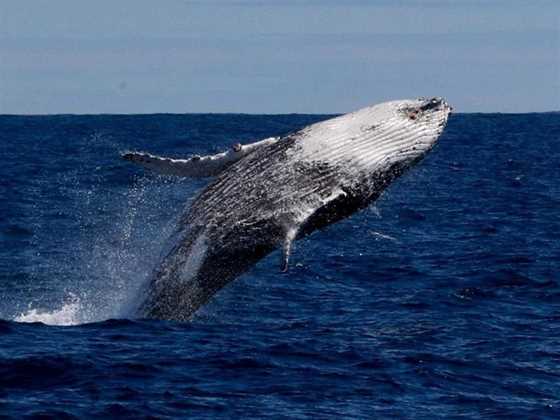Whale Watching Western Australia