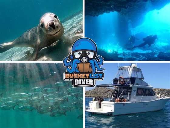Diving Rottnest and Perth with Bucket List Diver