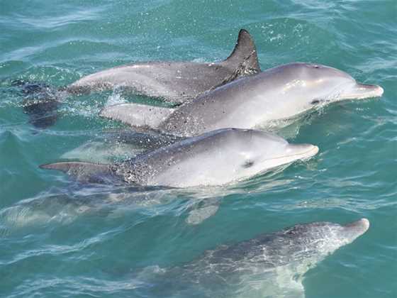 Mandurah Cruises- Dolphin Island Adventures