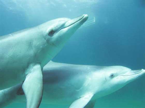 Swim with Wild Dolphins-Rockingham Wild Encounters
