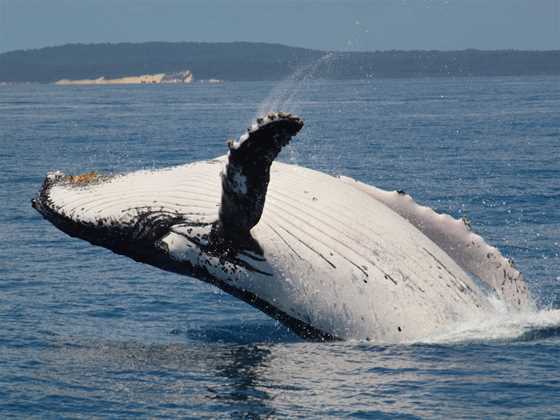 Freedom Whale Watch