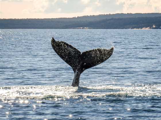 Hervey Bay Whale Watch