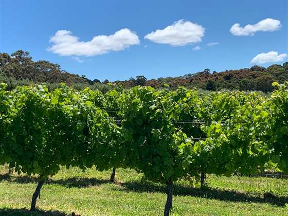 Rambling Wine Tours (Central Victoria)