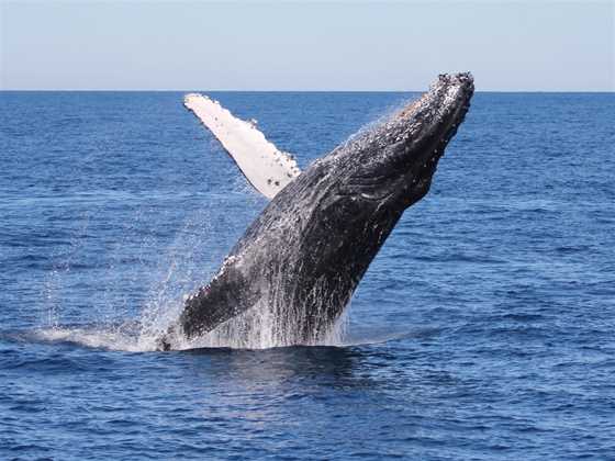 Tangalooma Island Resort Whale Watching Cruise