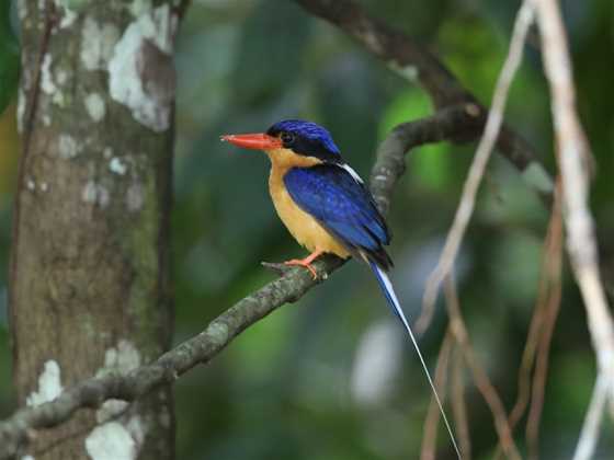 Birdwatching Tropical Australia