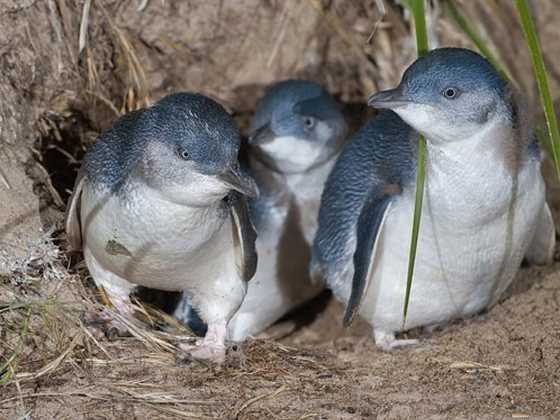 Posh Penguins - Exclusively Private Phillip Island Tours