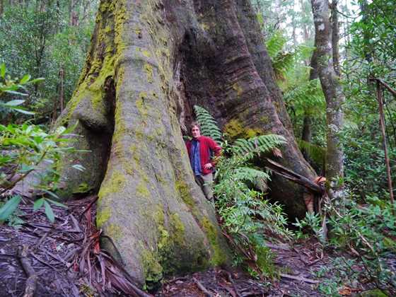 Giant Tree Expeditions