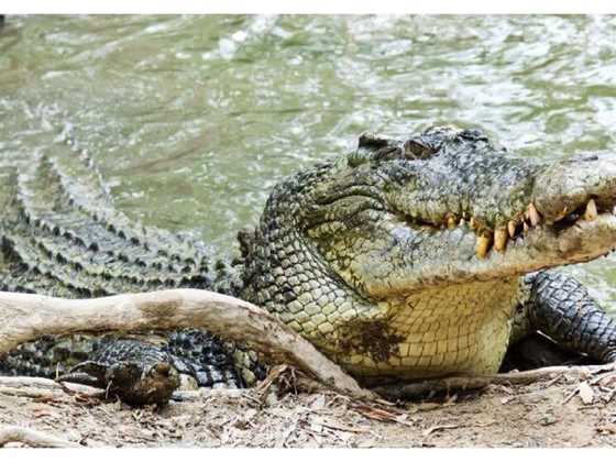 Daintree Crocodile Tours