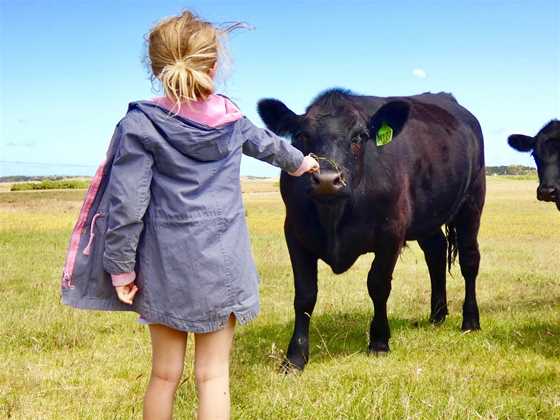 King Island Farm Tours - Meat Your Beef