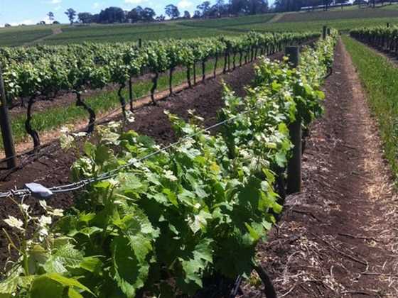 Hunter Valley Experience Tours