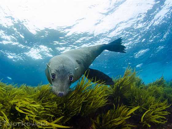 Seal Dive Site