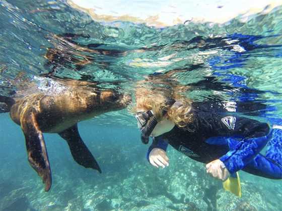 Seal Swim Australia