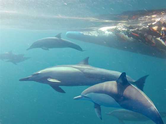 Dolphin Swim Australia