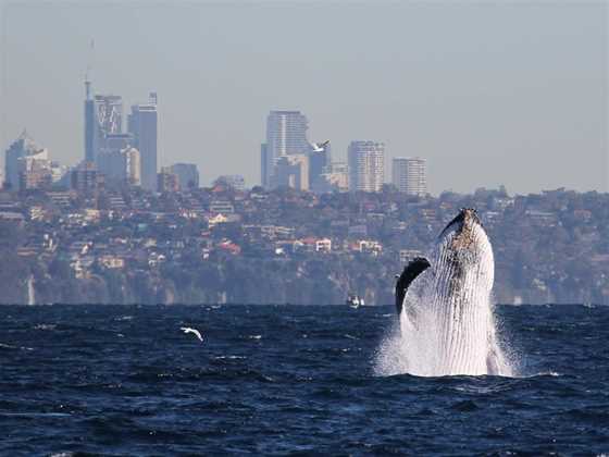 Manly Whale Watching