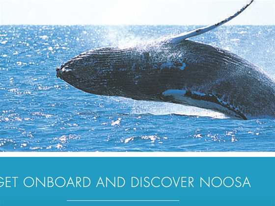 Noosa Whale Watch