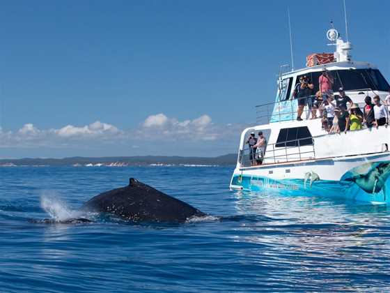 Freedom III Whale Watch and Charters