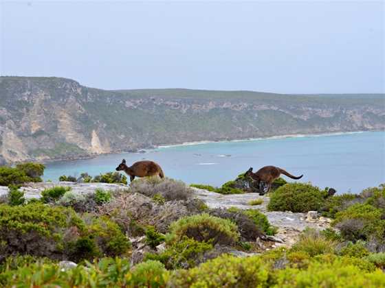 Kangaroo Island Odysseys