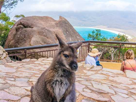 Wineglass Bay Discovery Tours