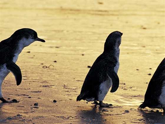 Phillip Island Tours - Best Penguin Parade Tours from Melbourne