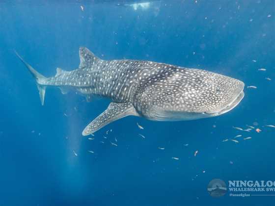 Ningaloo Whaleshark Swim