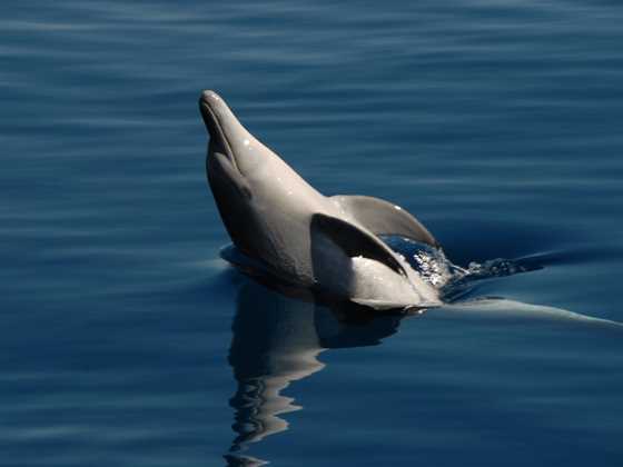 Blue Dolphin Fraser Island Eco Adventure Sail
