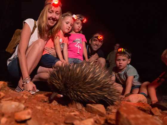 Alice Springs Desert Park – Nocturnal Tour