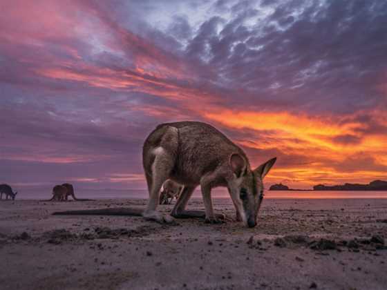 Cape Hillsborough Sunrise with the Wallabies